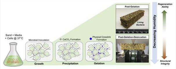 科學家創(chuàng)造出了一種新型混凝土 磚頭也有生命了